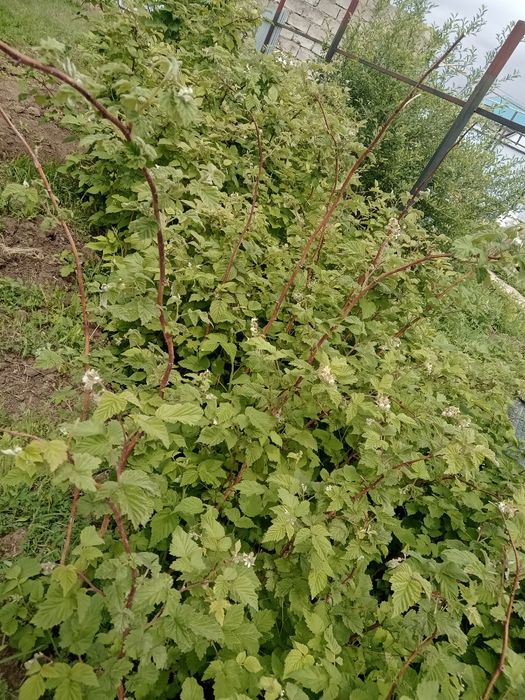 Продам саженцы малины