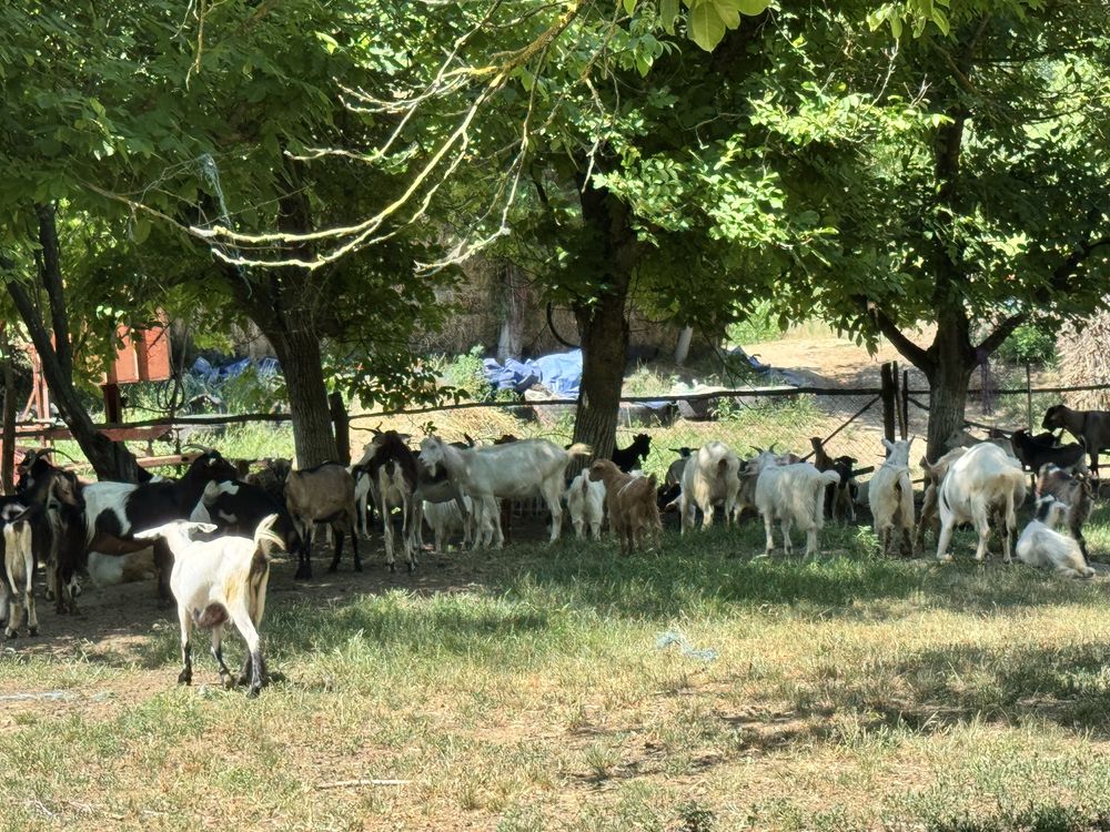 Vand capre si iezi mari