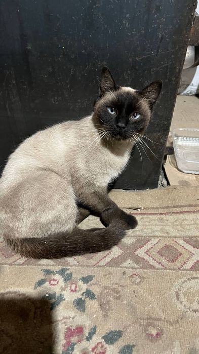 Кошка сиамская в добрые руки
