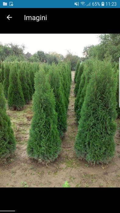 Va oferim o gama foarte mare de plante ornamentale se ofera livrare