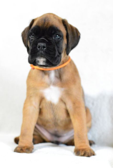 Pui Boxer cu Pedigree