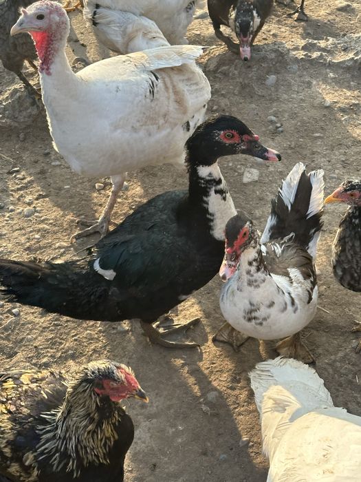 Утка карабастау