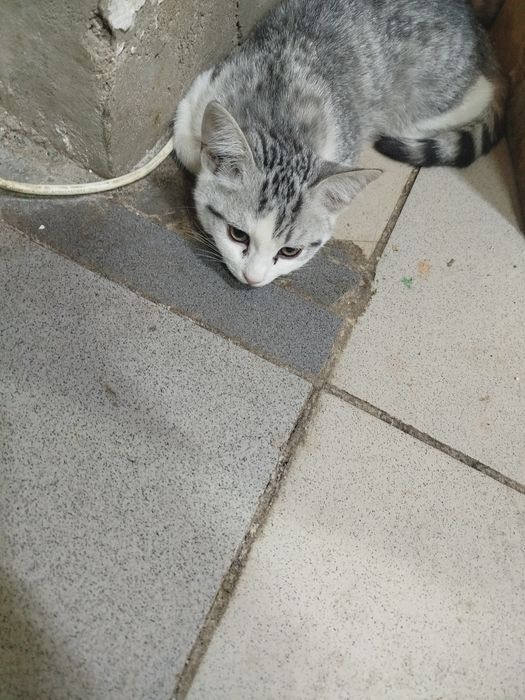 Срочно отдаем котят