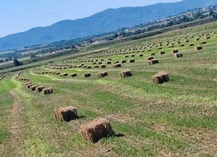 Vând baloți de trifoi. Dărmănești
