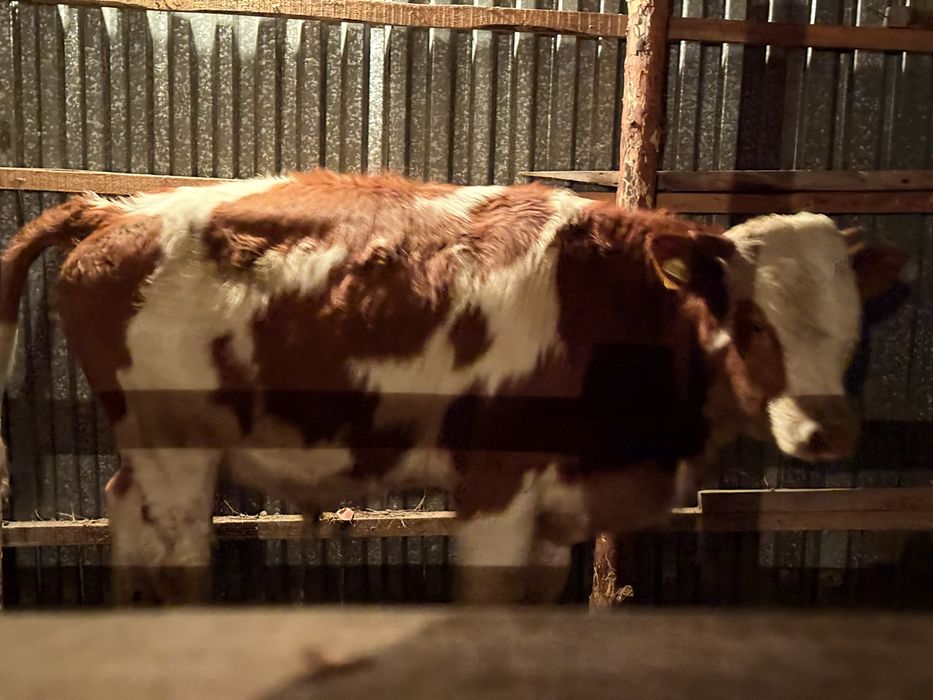 Продам симментал бычка