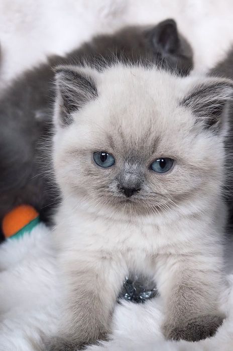 Британска късокосместа