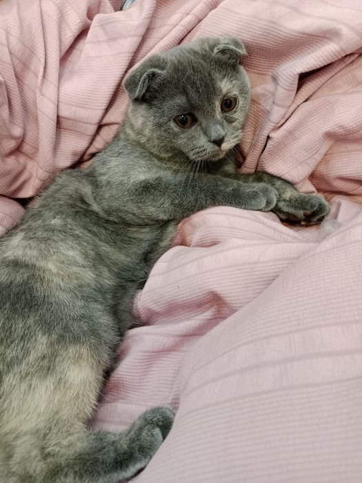 Fold sotiladi srochna