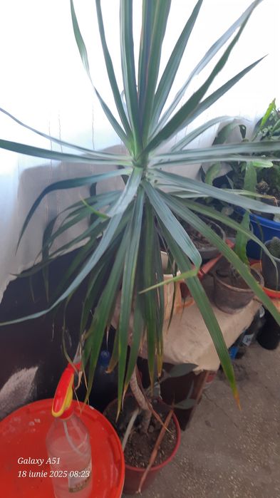 Planta de interior Dracena