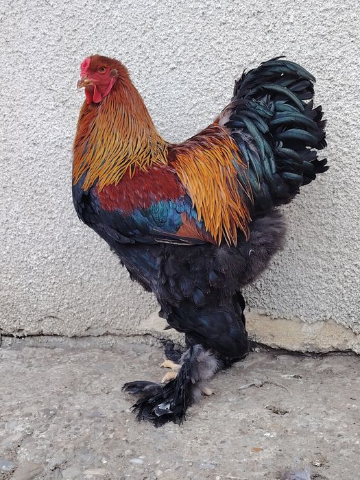 Cocoși brahma din 2025
