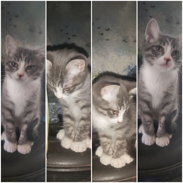 Отдам котика в добрые руки