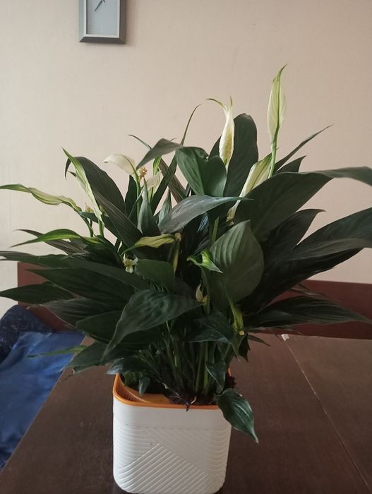 Голландские комнатные  цветы