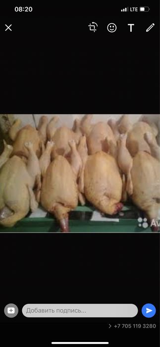 Домашнии куры свежии в наличии