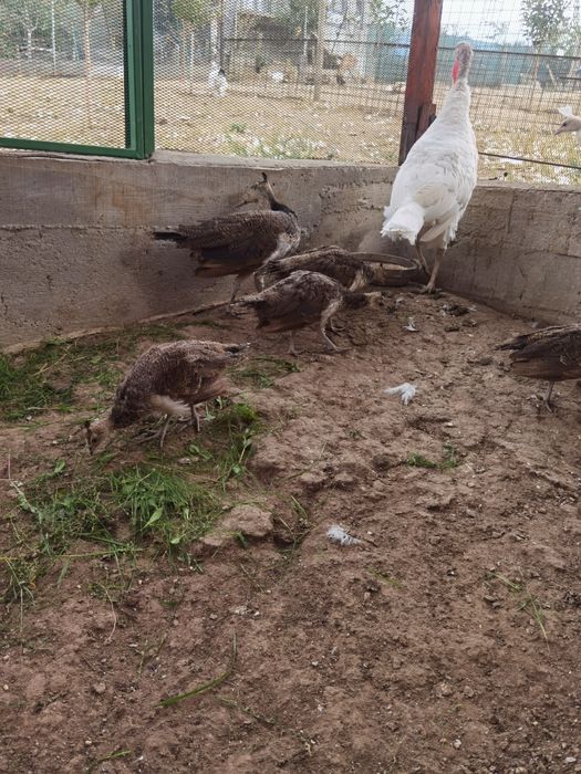 Pui de păun vârstă 2 luni 150 lei
