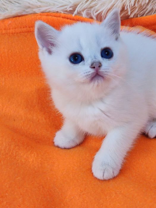British shorthair NS 11 33  băieței și fetite