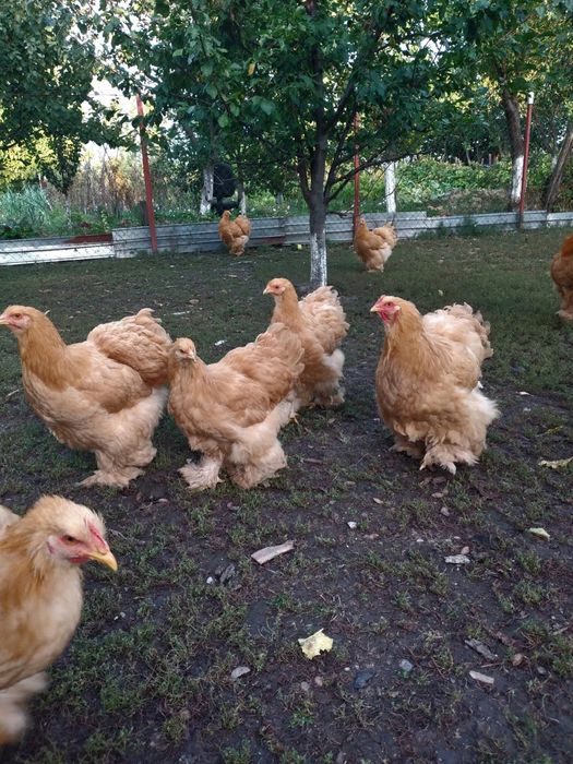 Cochinchina urias galben