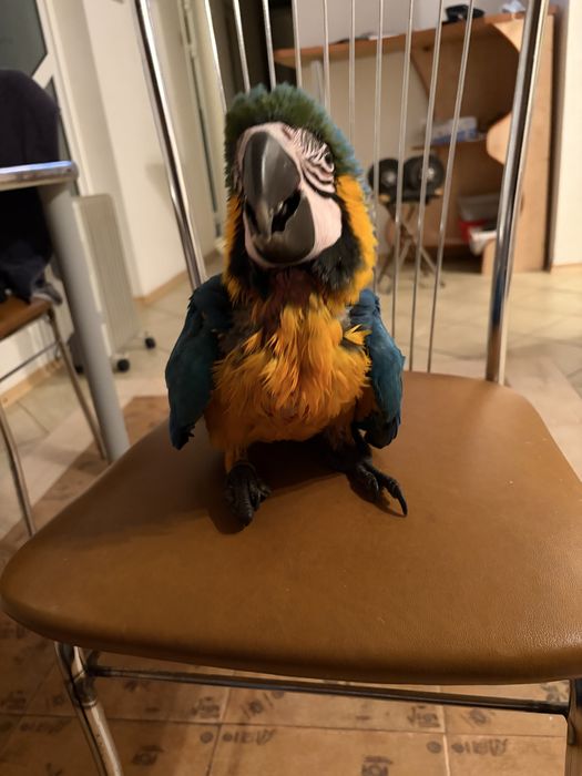 Papagal ara inelat cu adn, mascul