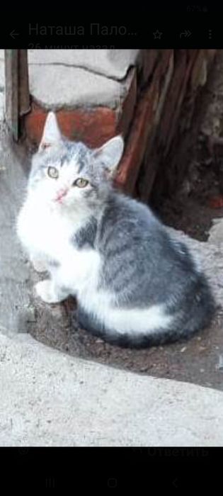 Отдам кошечку подростка в добрые руки