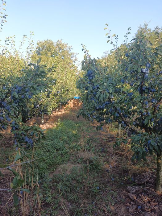 Prune  super calitate