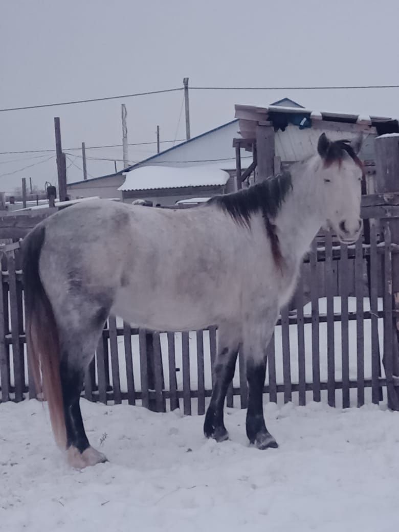 Лошадь в продаже