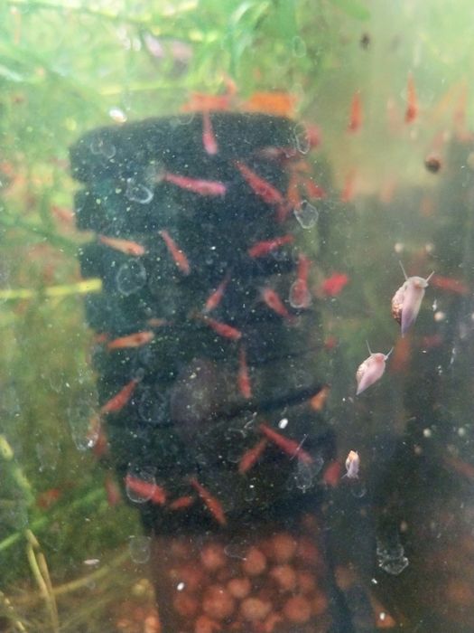 Creveti red cherry acvariu