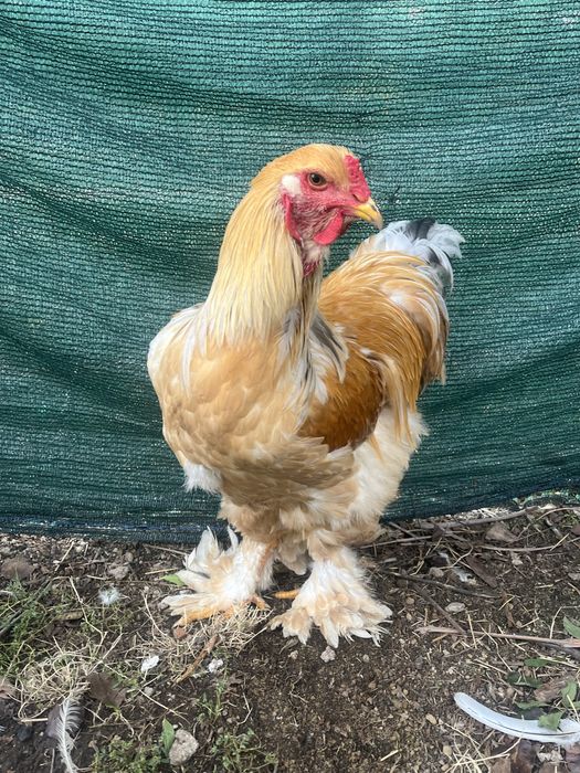 Cocos si gaini brahma pereche