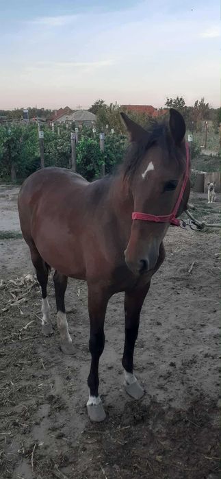 Vand Carlana cuminte