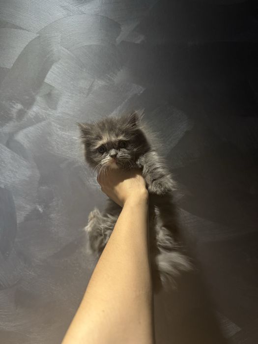Продаются котята скотиш