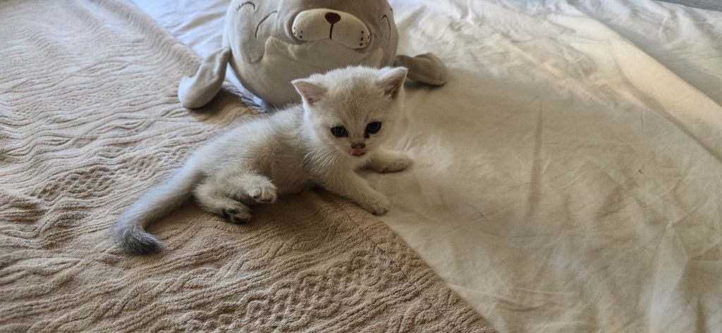 Котята серебренная шиншилла