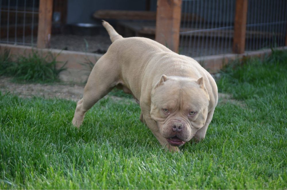 American bully