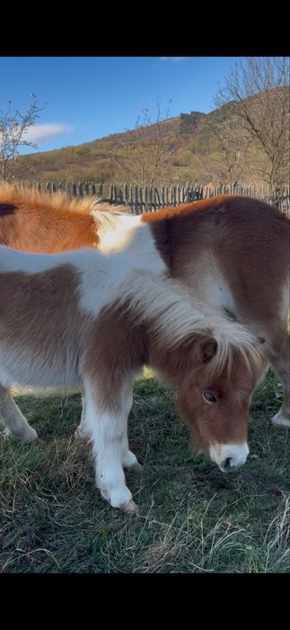 Pui de ponei de vanzare