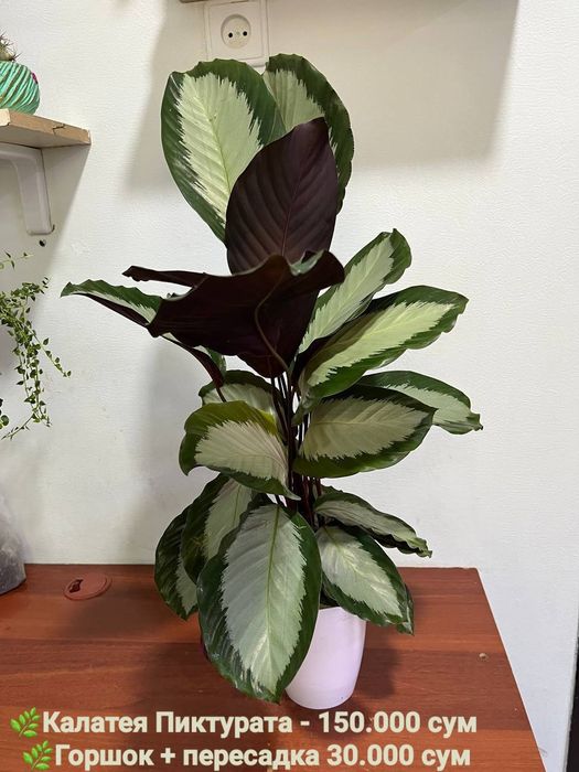 Мухоловка, Аглаонема баттерфляй,Калатея пиктурата, Хамедорея