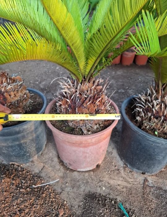 Vând palmieri din Spania Cycas Revolut