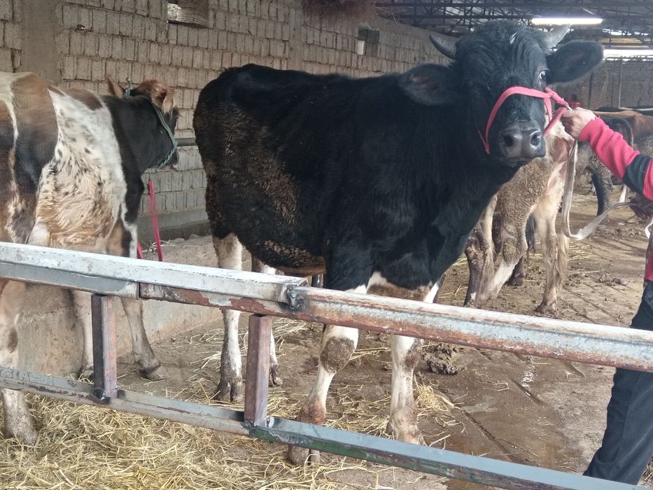 Buqa toza pyostra tonna boladi bu