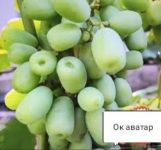 Продаются саженцы и черенки винограда