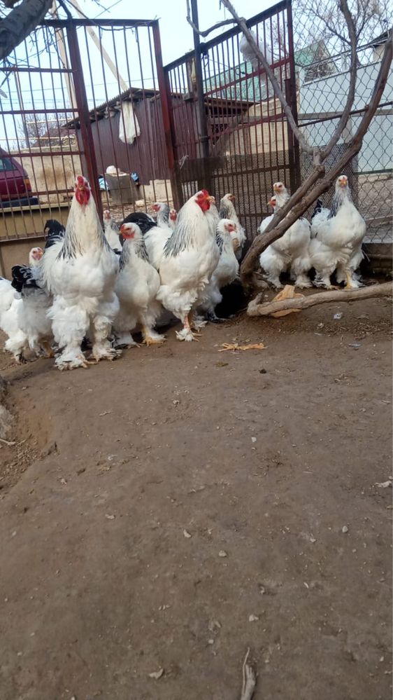 Продам Циплята светлый брама чистакровный