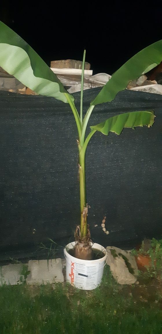 Банан палма  студоустойчив