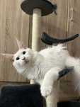 Femela Maine Coon ochi albastri cu PEDIGREE