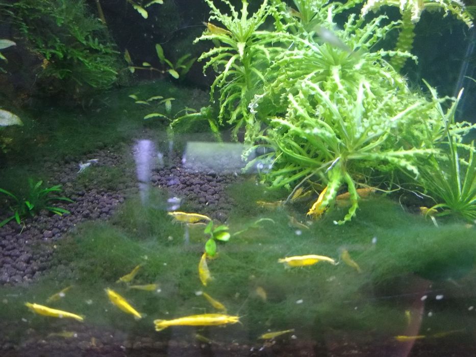 creveti acvariu diverse specii