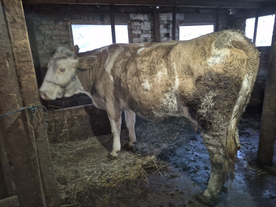 Vând vacă Bălțata Românească