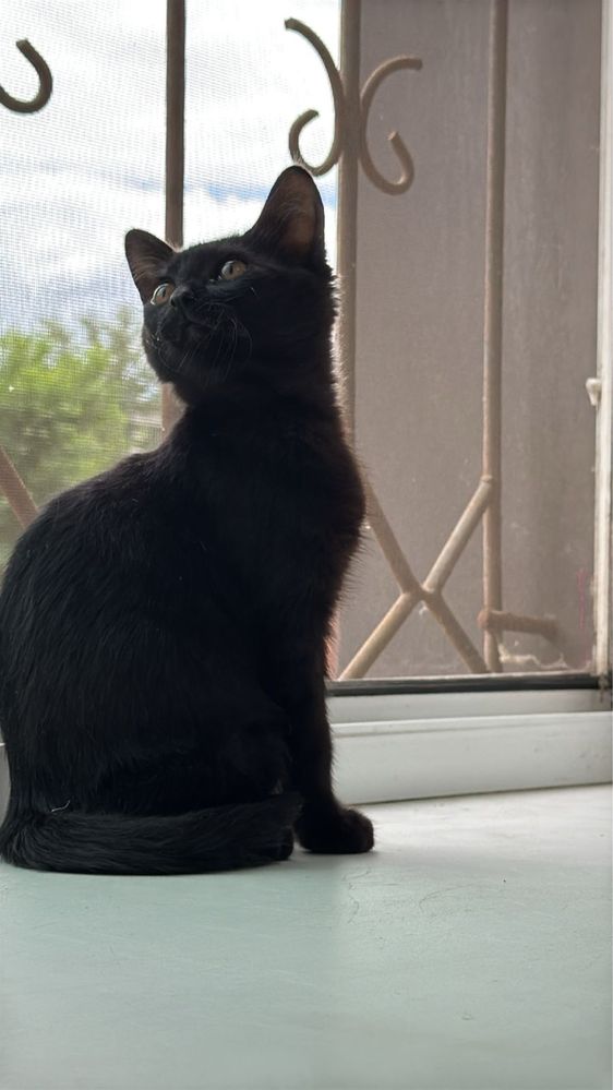 Одам даром котенка