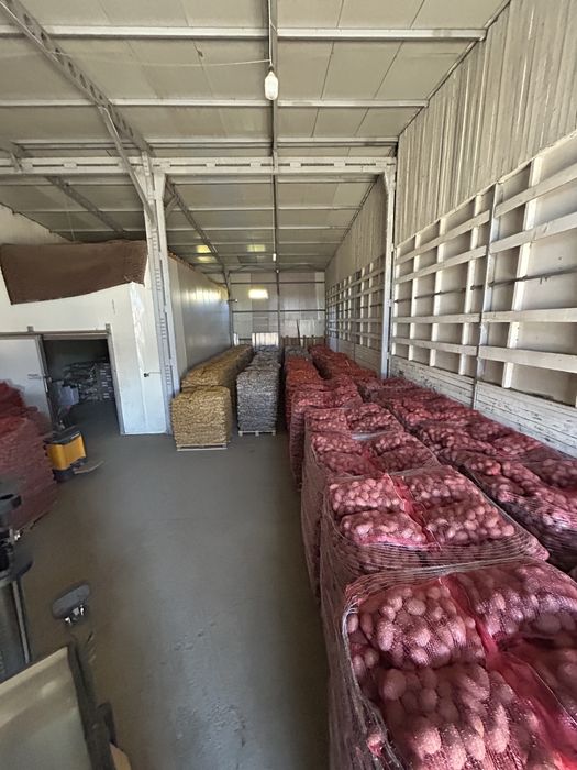 Cartofi alb si rosu import en gross