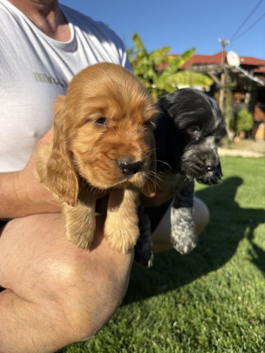 Чистокръвни Кокер Шпаньолчета момиче и момче