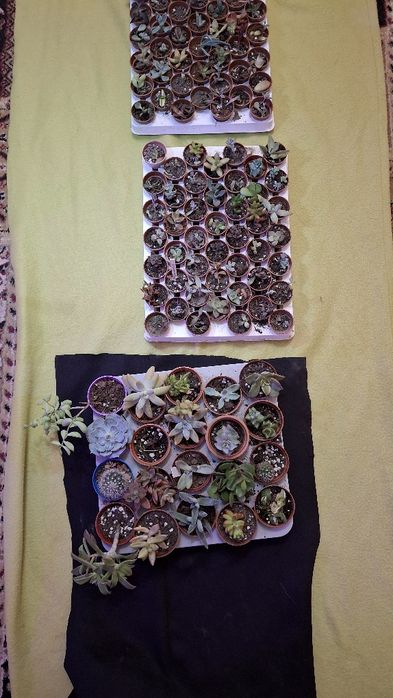 Plante suculente ieftine