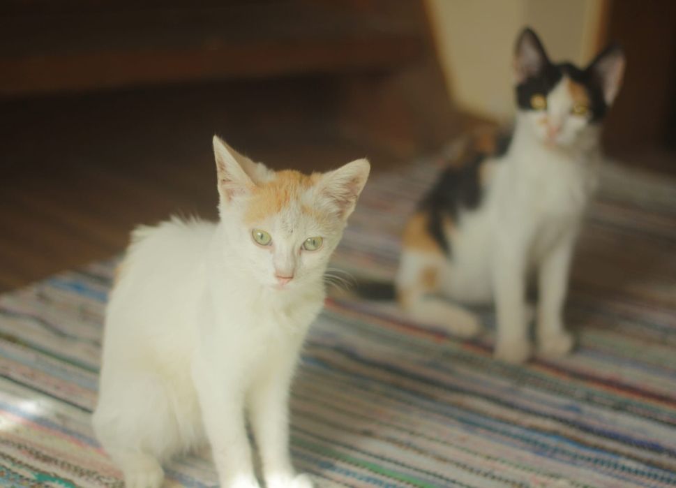 Pisici spre adoptie