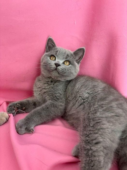 British shorthair 4 luni