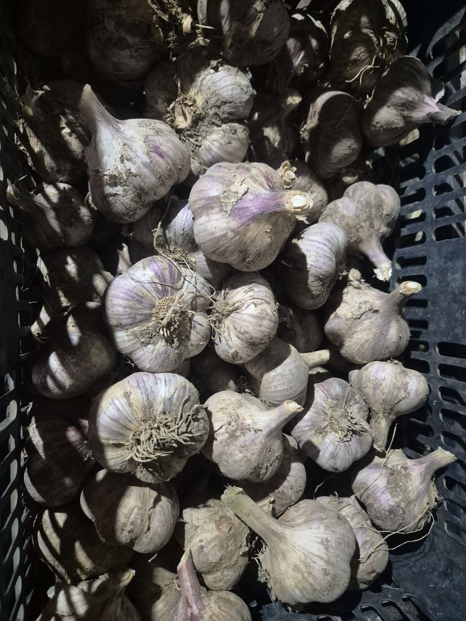 Продам домашний чеснок