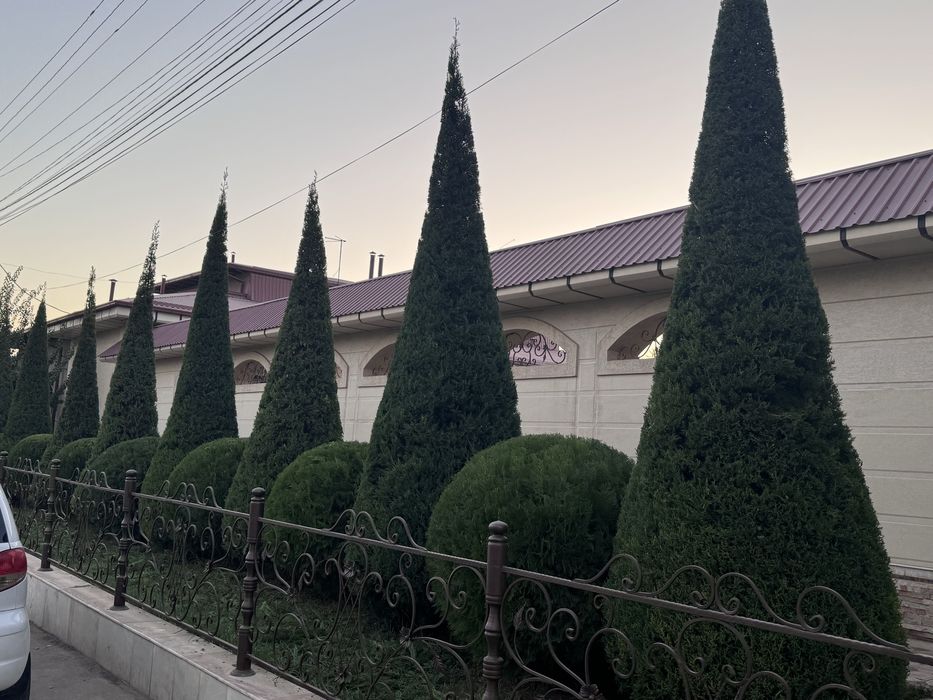 Archa kesish xizmati