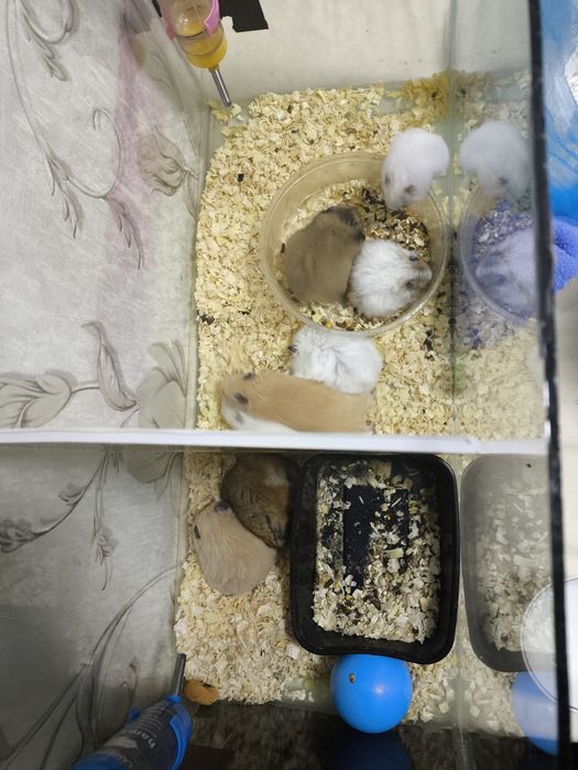 Хомяки 1 и 11 месячные чистые и здоровь от 25000 до 40000е