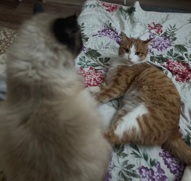 кошки в добрые руки