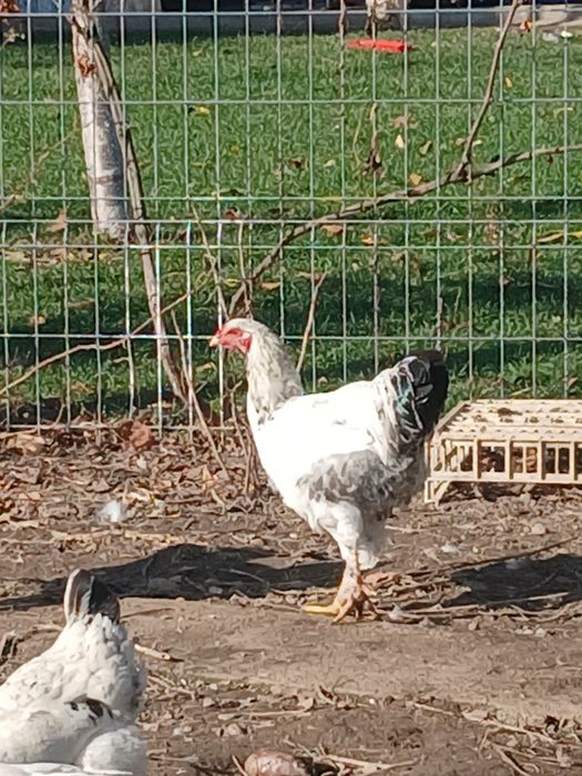 Vând cocosi brahma, cocosi de oua verzi